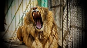 caged lion