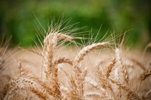 wheat - seeds