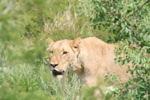 lioness hunting