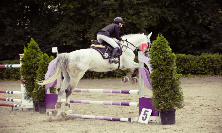 horse jumping pxby horse jumping - faith