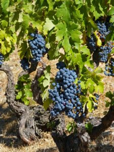 Vine fruit - faith