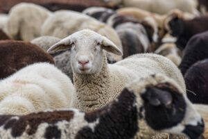 flock sheep