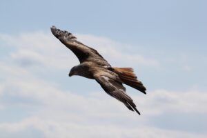 wings of eagles