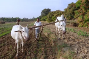 team of oxen in field