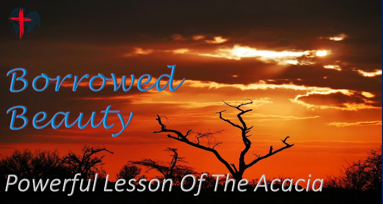 Borrowed Beauty – Powerful Lesson Of The Acacia