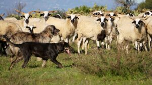 Sheepdogs with flock - God's goodness - Psalm 23