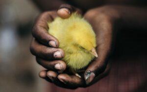 faith story - bird in hand
