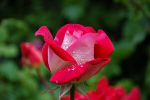 II Corinthians 2 - red rose